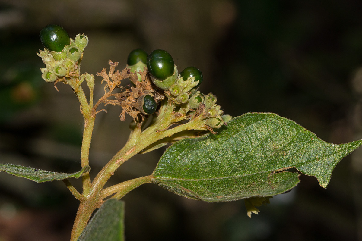 Clerodendrum johnstonii var. johnstonii