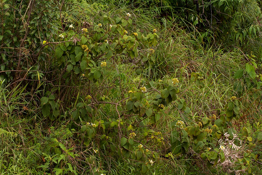 Clerodendrum johnstonii var. johnstonii