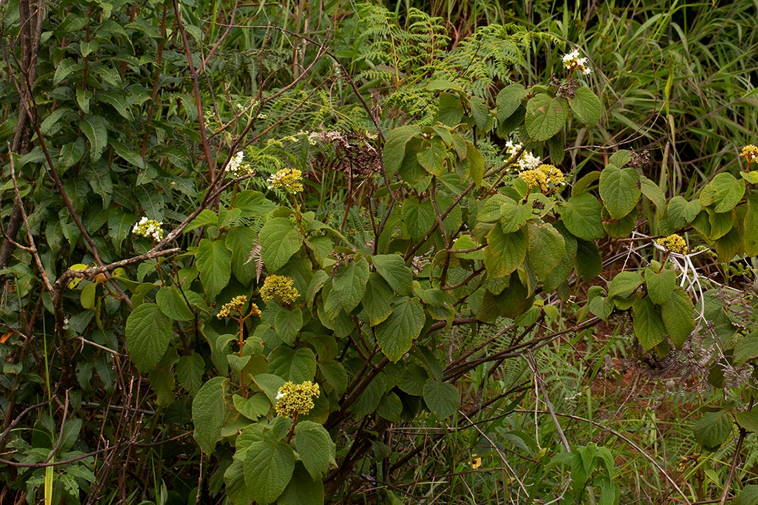 Clerodendrum johnstonii var. johnstonii