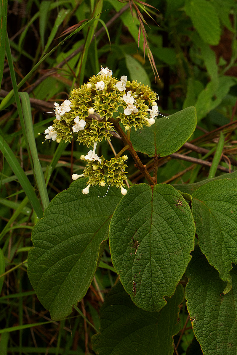 Clerodendrum johnstonii var. johnstonii