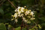 Clerodendrum johnstonii var. johnstonii