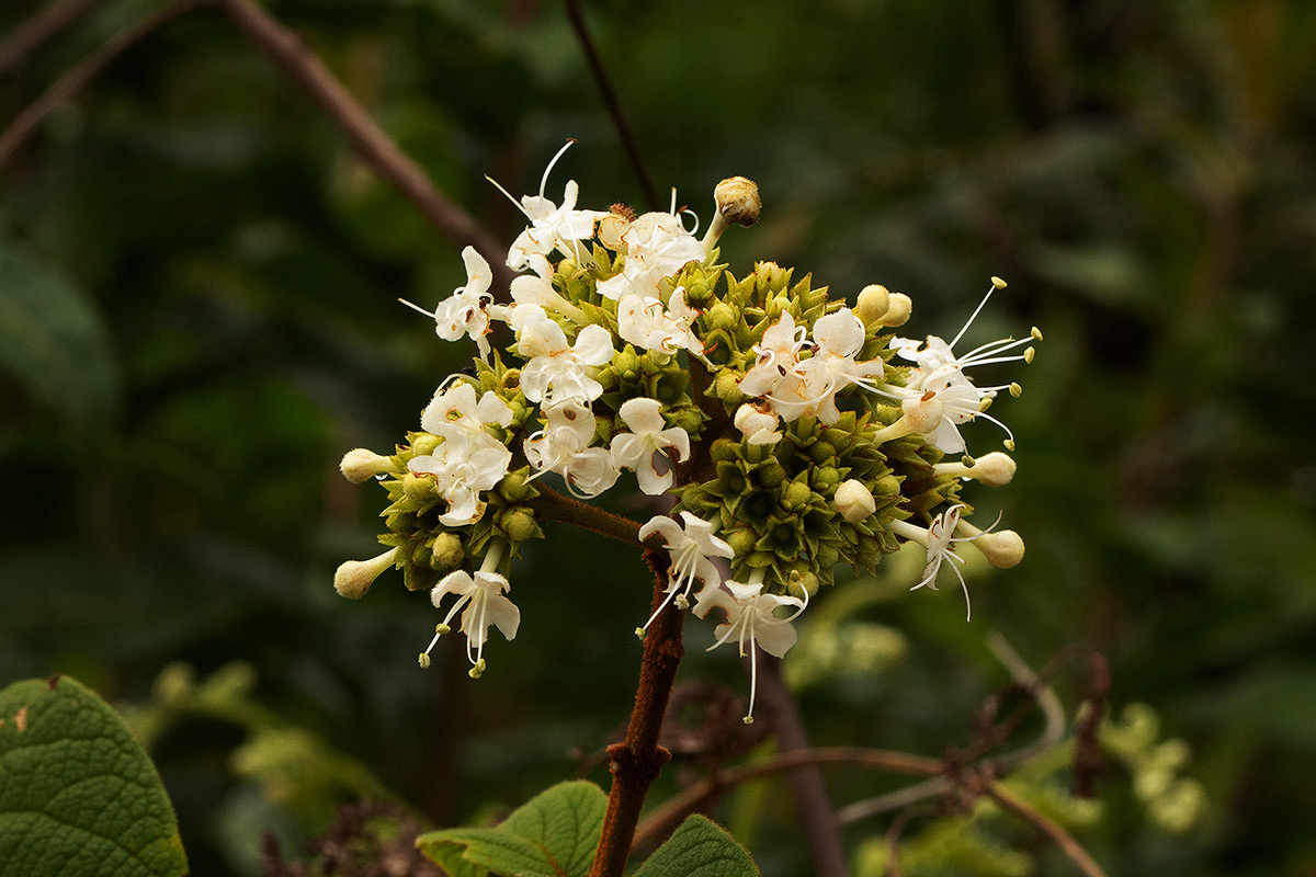 Clerodendrum johnstonii var. johnstonii