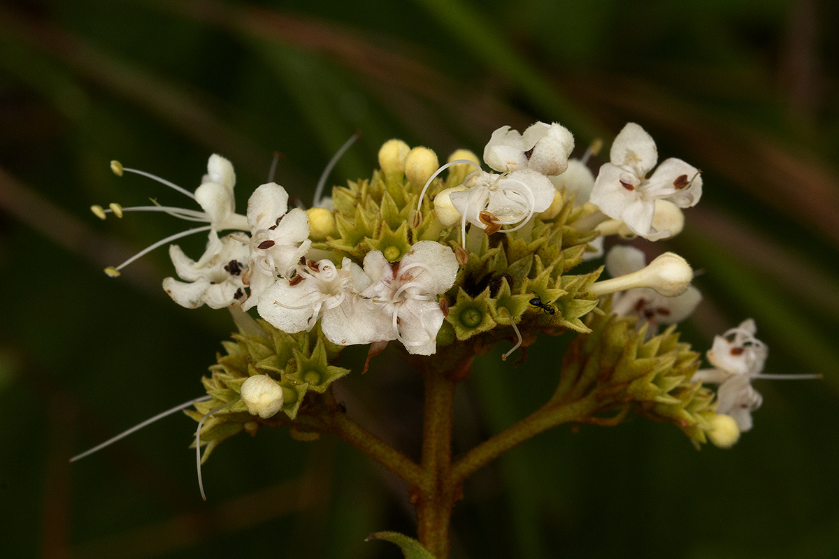 Clerodendrum johnstonii var. johnstonii