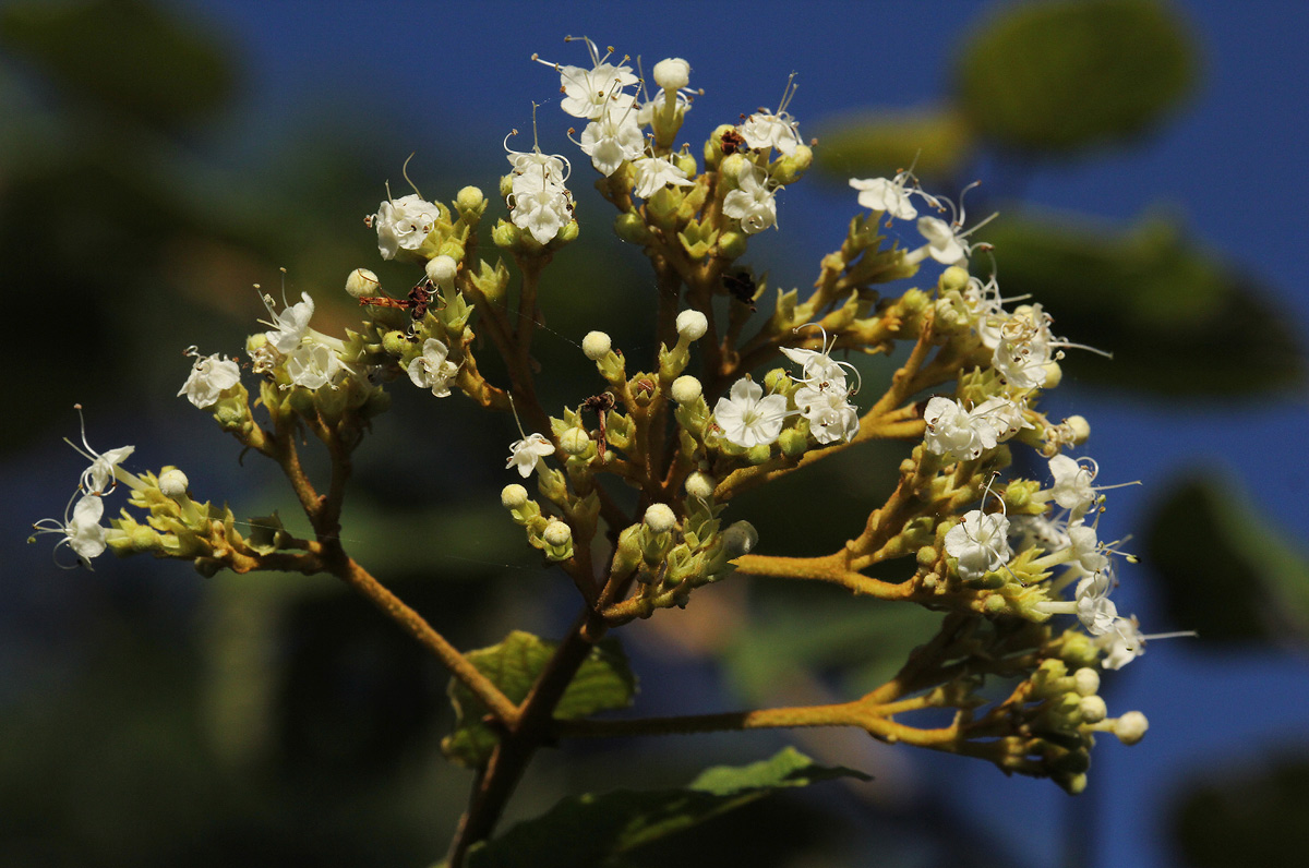Clerodendrum johnstonii var. johnstonii Clerodendrum johnstonii var. johnstonii