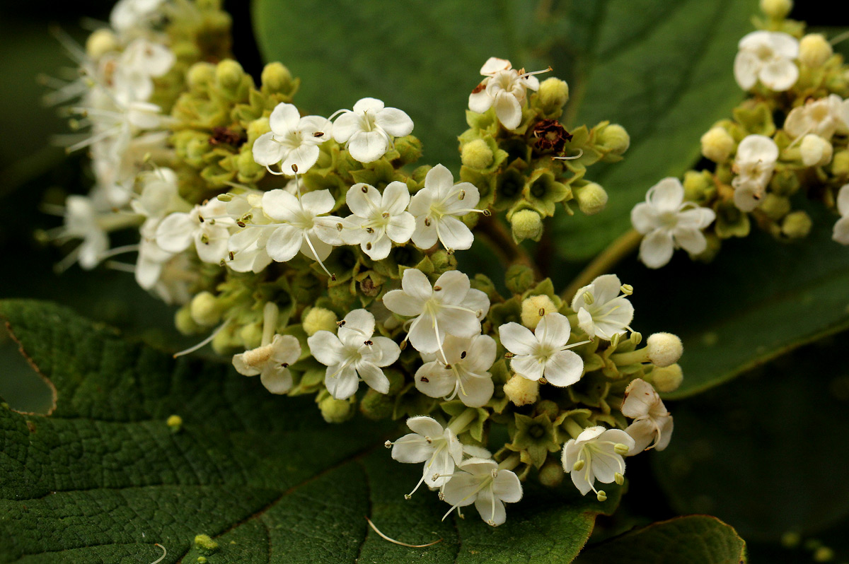 Clerodendrum johnstonii var. johnstonii