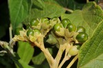 Clerodendrum johnstonii var. johnstonii