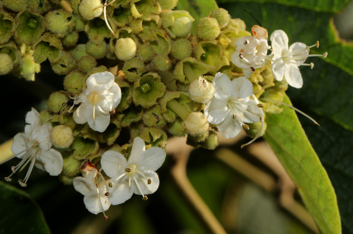 Clerodendrum johnstonii var. johnstonii Clerodendrum johnstonii var. johnstonii