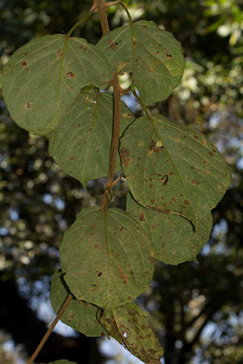 Clerodendrum johnstonii var. johnstonii