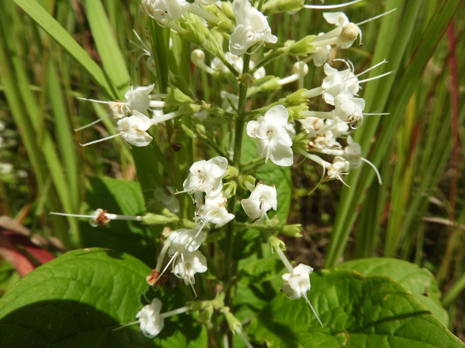 Clerodendrum tanganyikense