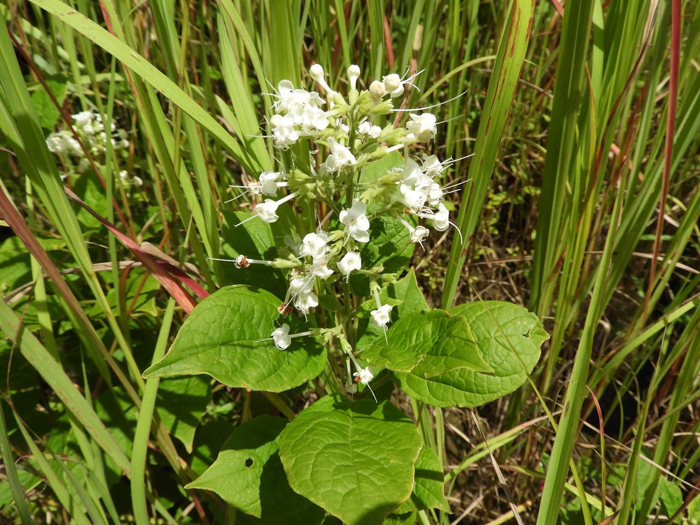Clerodendrum tanganyikense