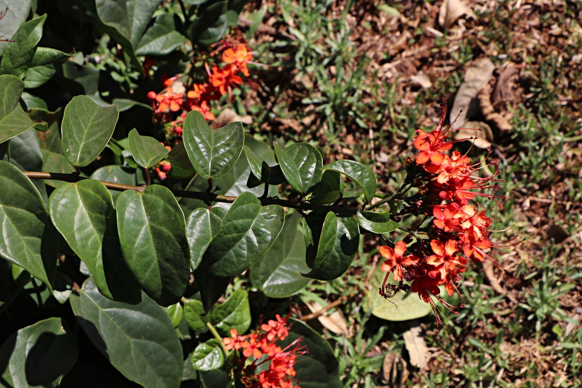 Clerodendrum splendens