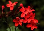 Clerodendrum splendens