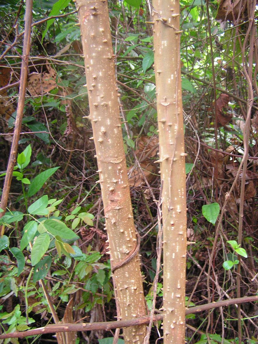 Macaranga schweinfurthii Macaranga schweinfurthii