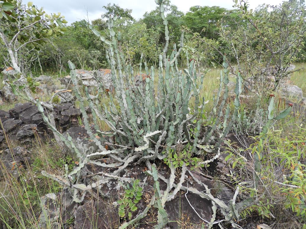 Euphorbia williamsonii Euphorbia williamsonii