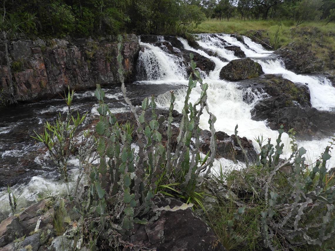 Euphorbia williamsonii Euphorbia williamsonii