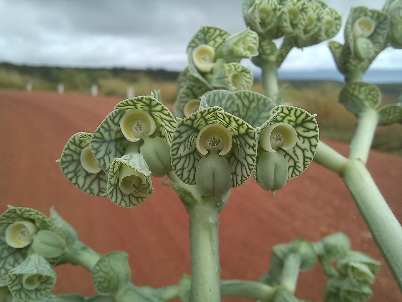 Synadenium glabratum Synadenium glabratum