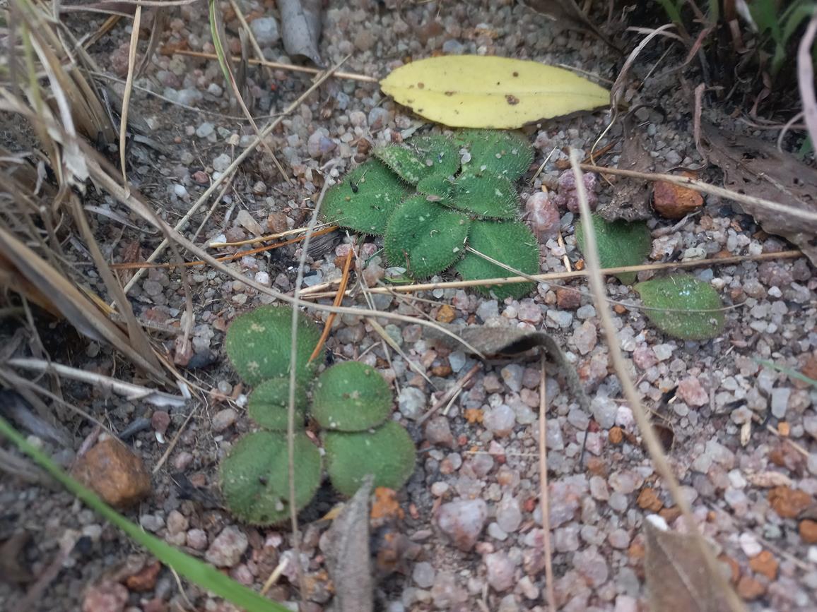 Monadenium pudibundum var. lanatum