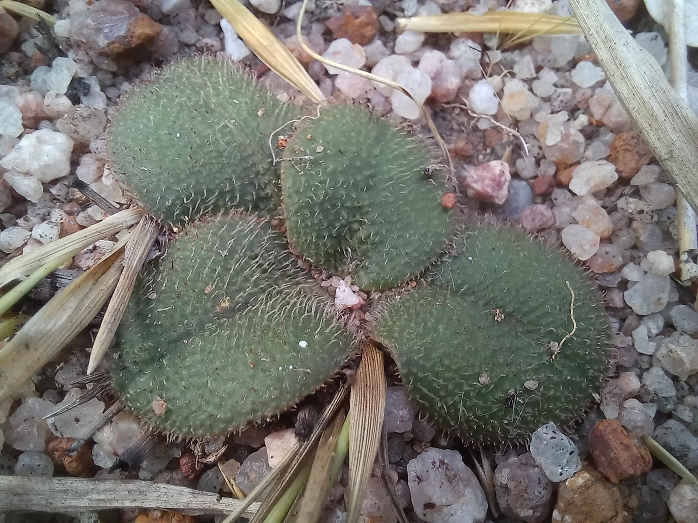 Monadenium pudibundum var. lanatum