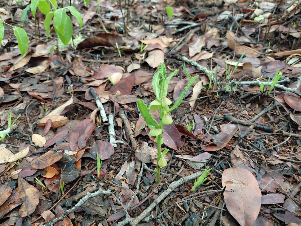Monadenium discoideum Monadenium discoideum