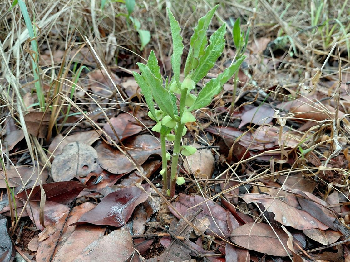 Monadenium discoideum Monadenium discoideum
