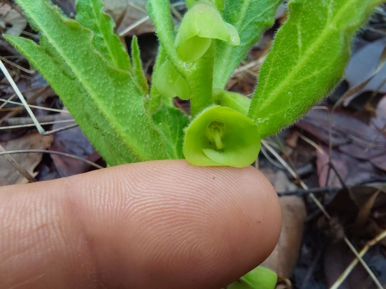 Monadenium discoideum Monadenium discoideum