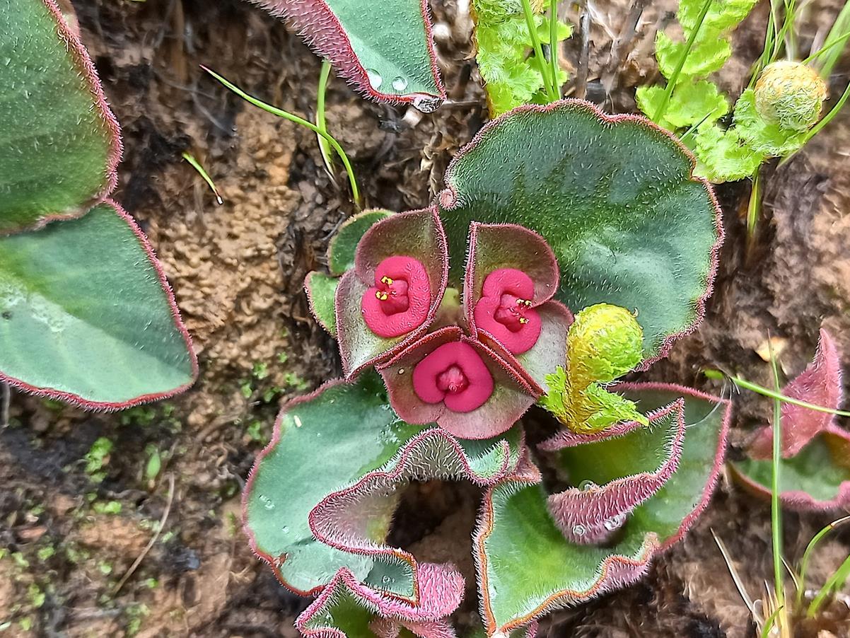 Monadenium mafingense