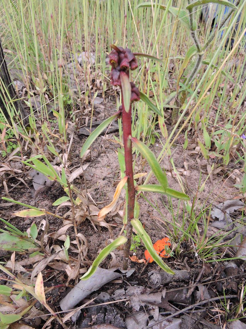 Monadenium herbaceum
