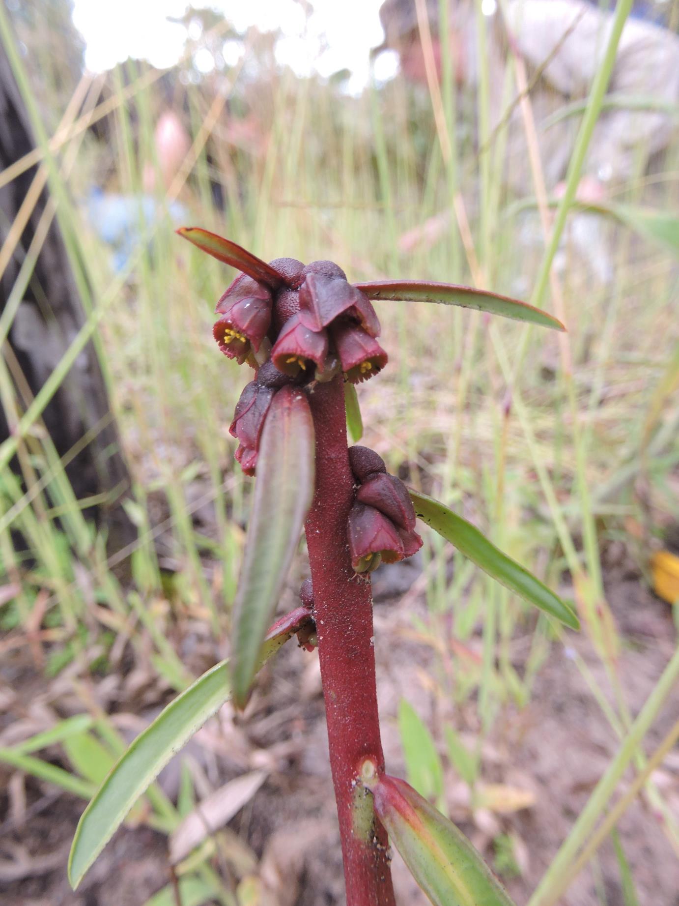 Monadenium herbaceum Monadenium herbaceum