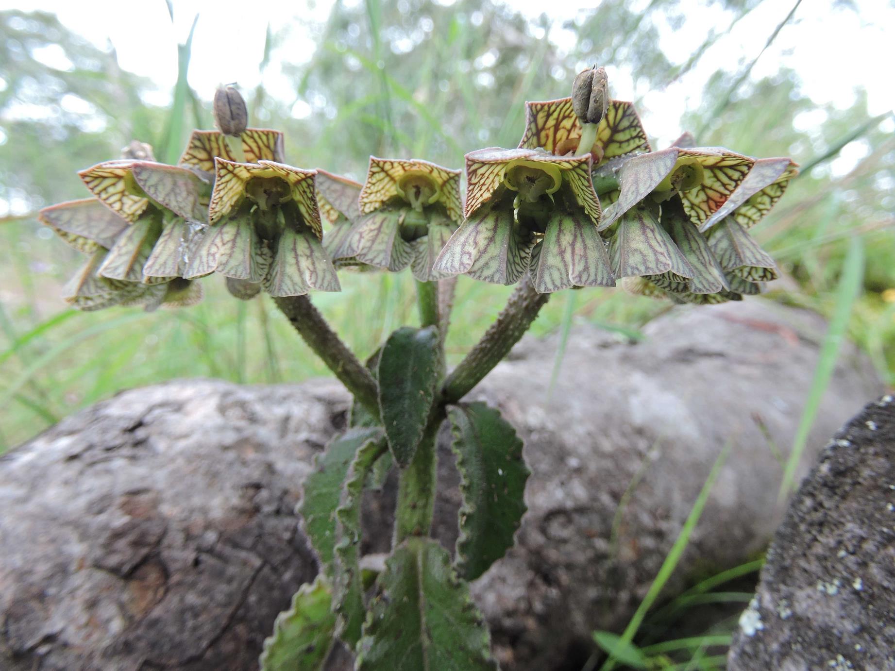Monadenium hirsutum Monadenium hirsutum