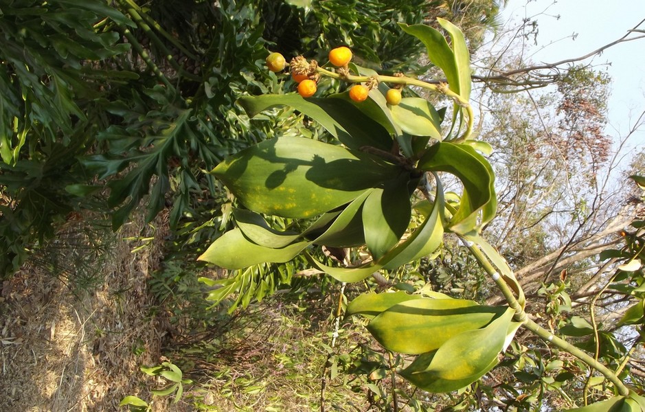 Dracaena camerooniana