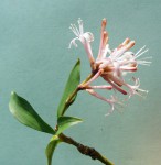 Dracaena camerooniana