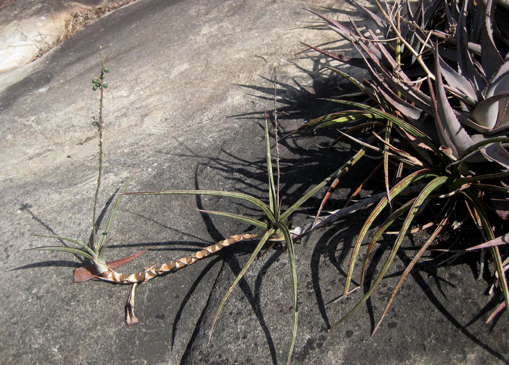 Sansevieria downsii Sansevieria downsii