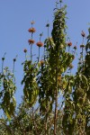 Leonotis decadonta var. decadonta