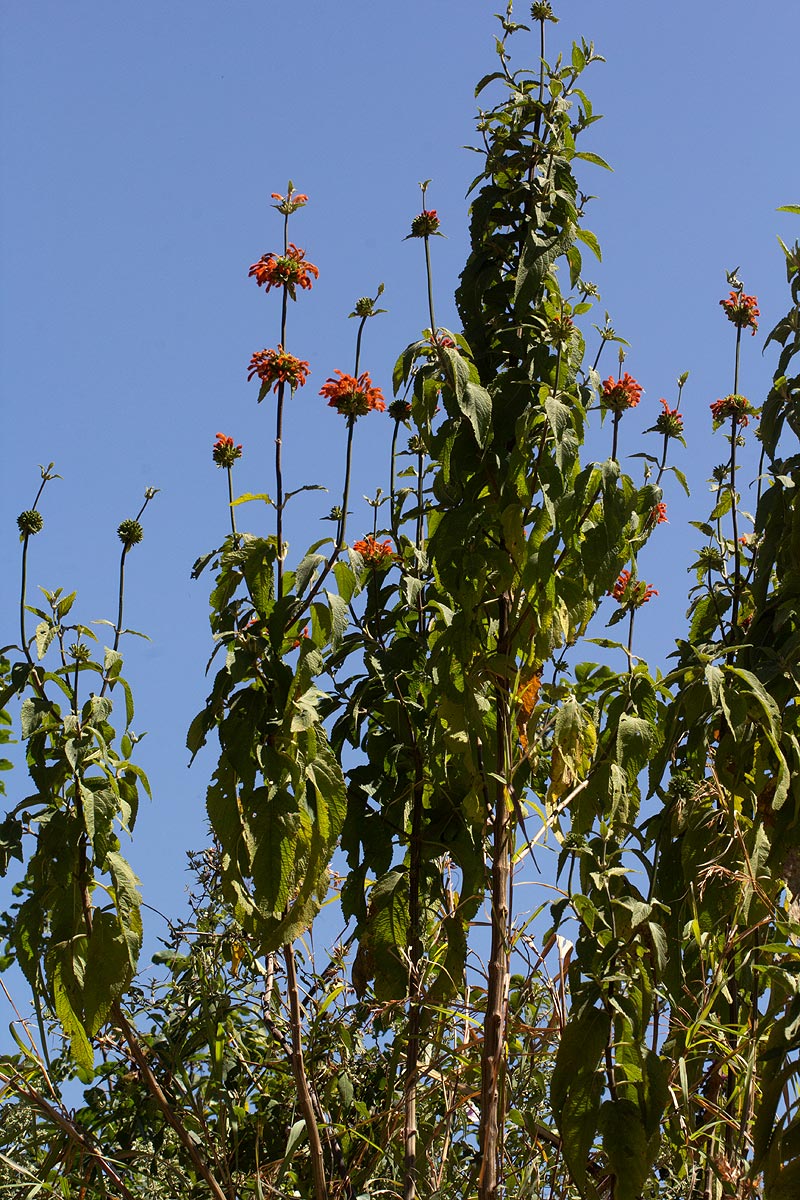Leonotis decadonta var. decadonta