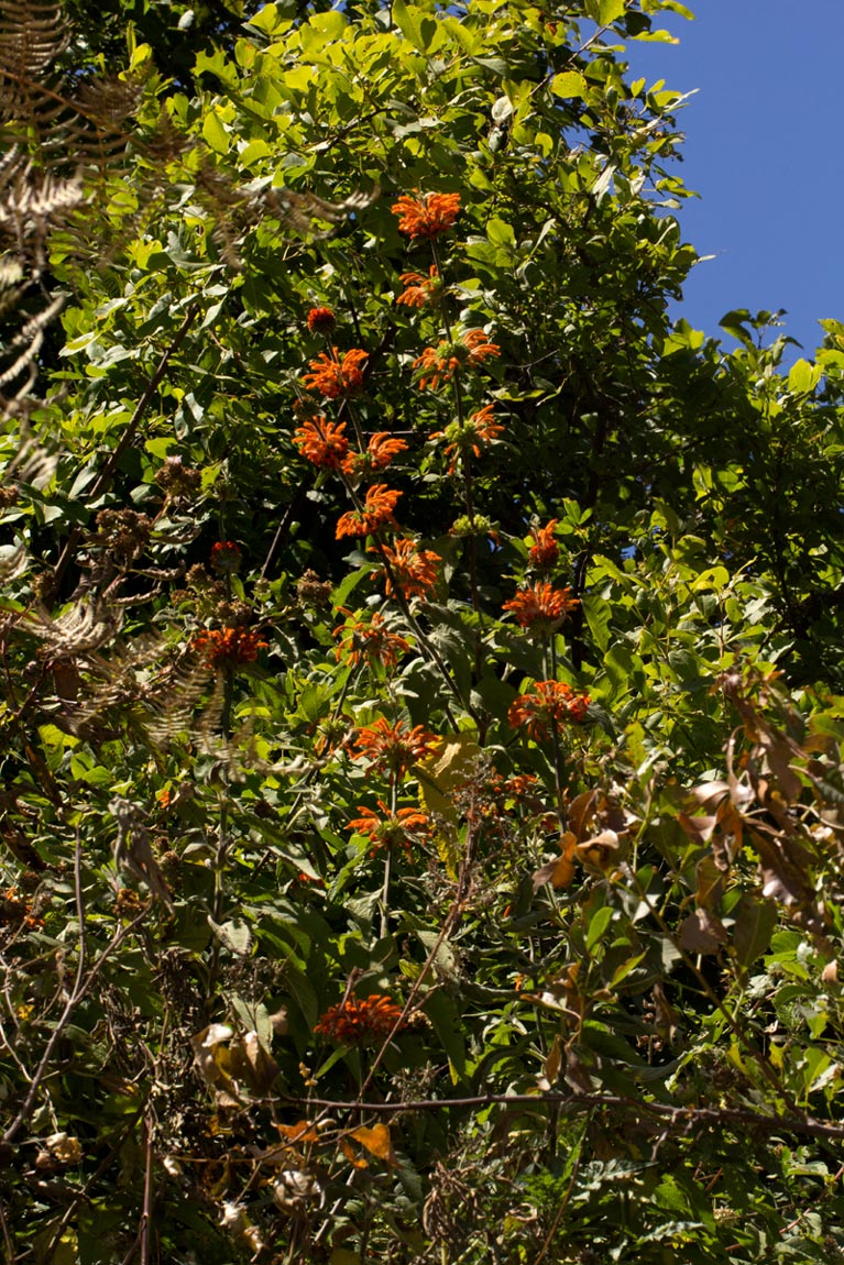 Leonotis decadonta var. decadonta