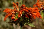 Leonotis decadonta var. decadonta