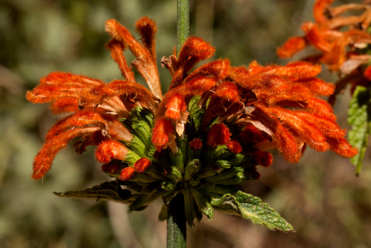 Leonotis decadonta var. decadonta Leonotis decadonta var. decadonta