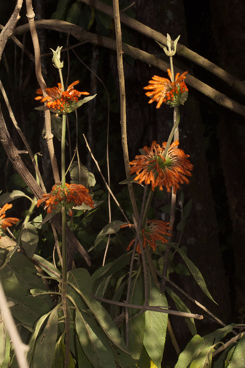 Leonotis decadonta var. decadonta