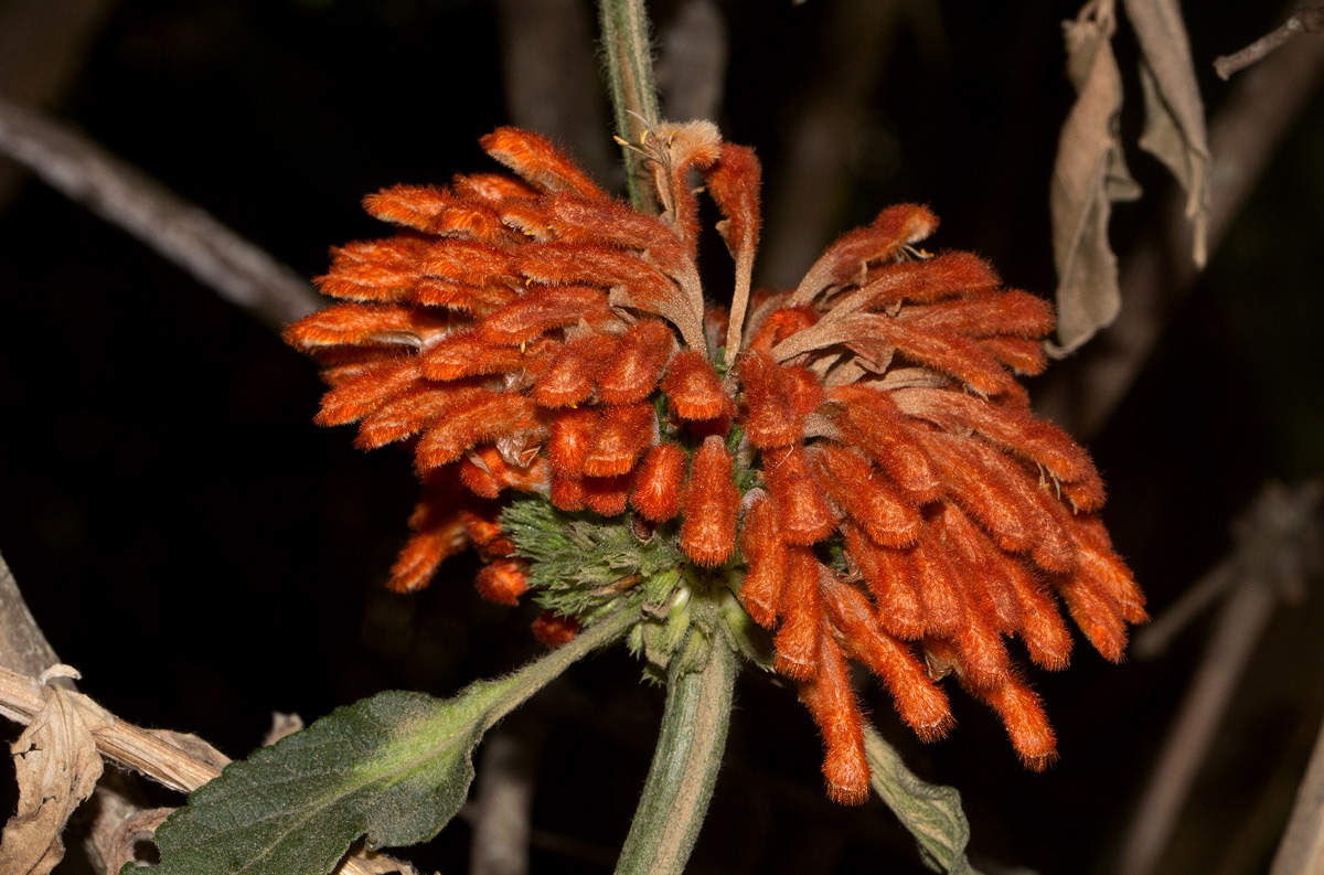 Leonotis decadonta var. decadonta