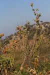 Leonotis myricifolia