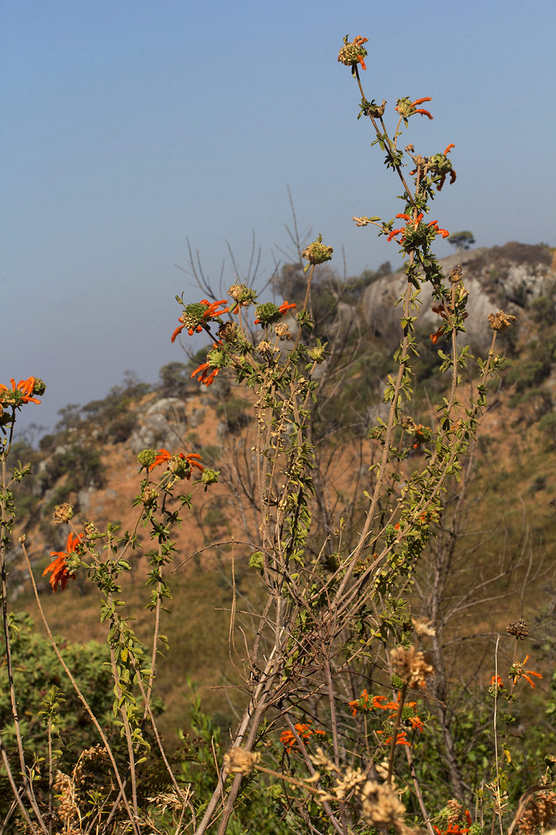 Leonotis myricifolia