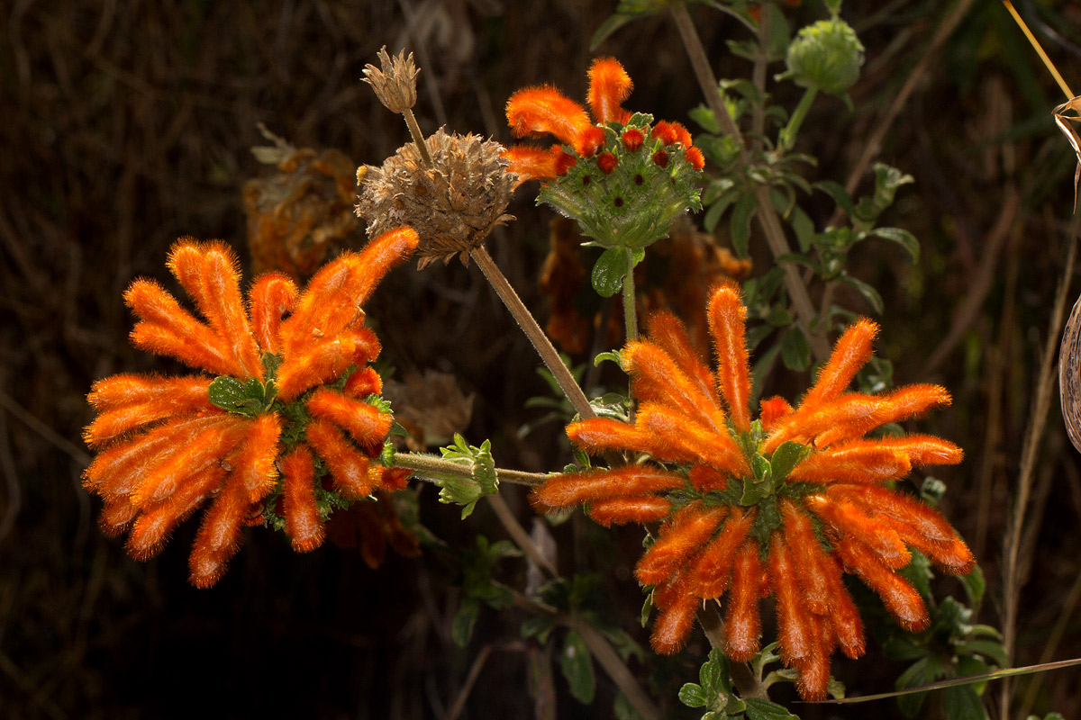 Leonotis myricifolia