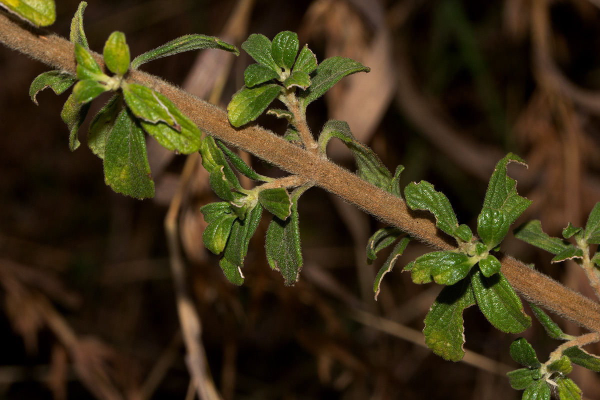 Leonotis myricifolia