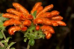 Leonotis myricifolia