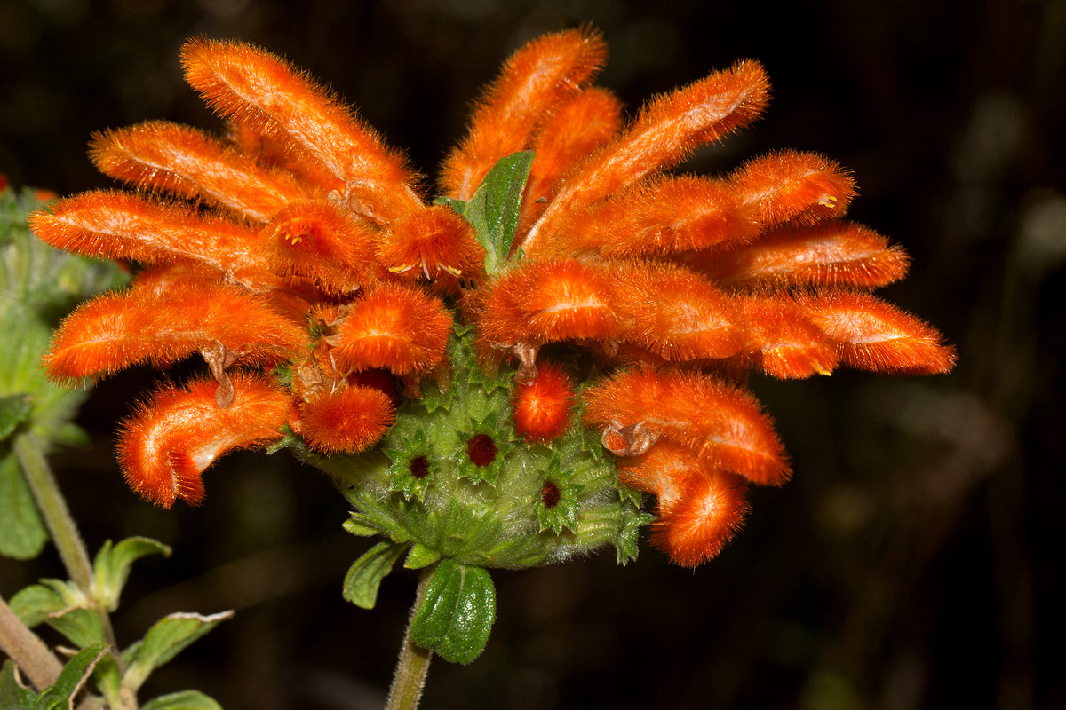 Leonotis myricifolia