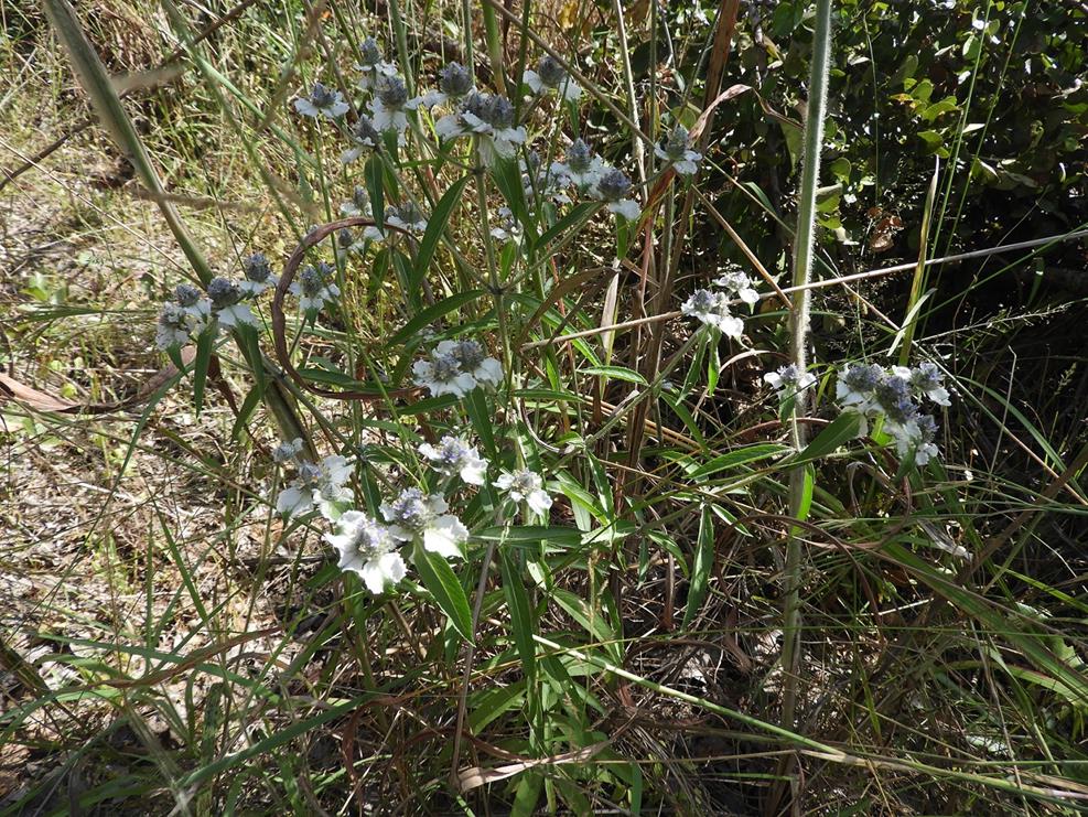 Haumaniastrum katangense