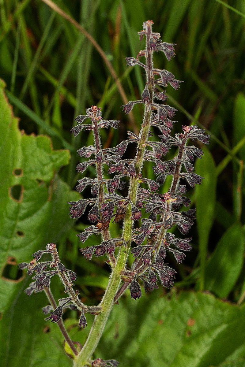 Equilabium acaule Equilabium acaule