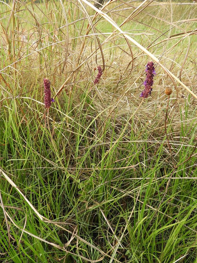 Coleus betonicifolius