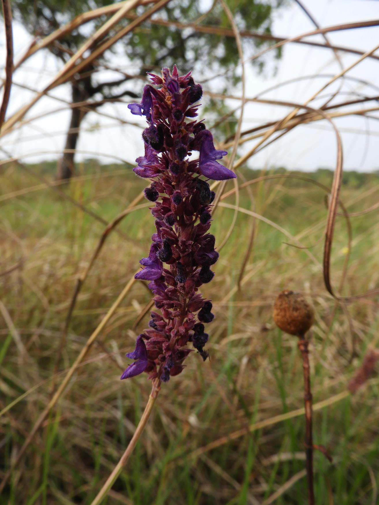 Coleus betonicifolius