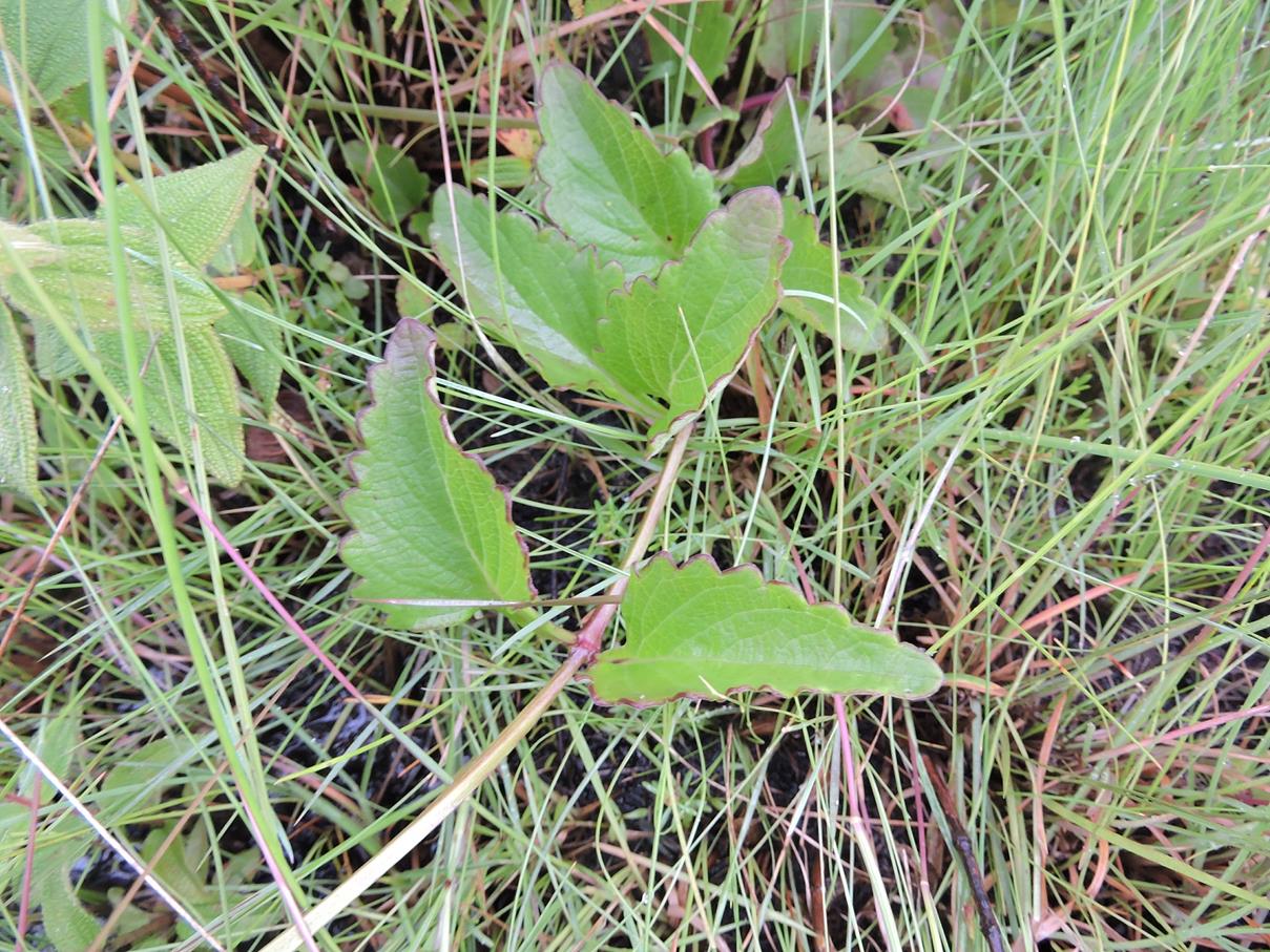 Coleus betonicifolius